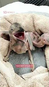 Birds Orphaned For Renewables Project | 10 News+