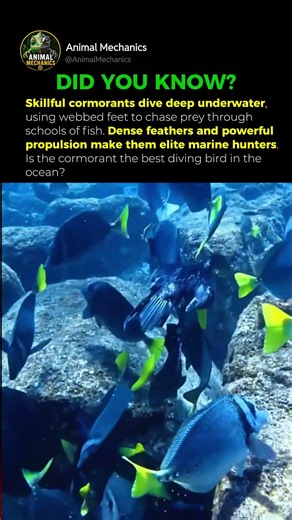 This Bird Moves Like A Torpedo Underwater 🤯