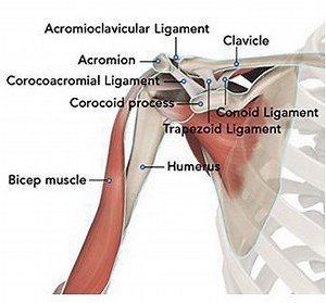 Dislocated Shoulder and Chronic Shoulder Instability | Dr. Gordon Groh