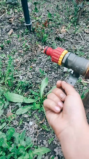 Watering Plants: Essential Gardening Tips with Hose