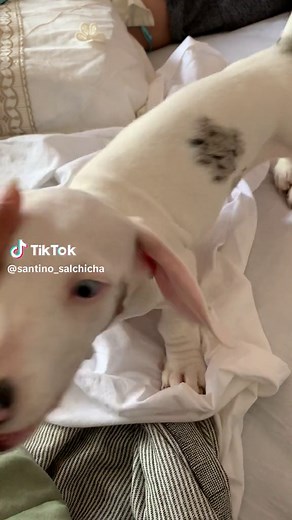 Todo sobre el perro salchicha albino