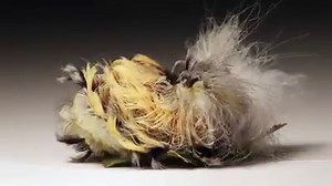 196K views · 1.8K reactions | THIS IS A STRANGE ONE! A flannel moth...