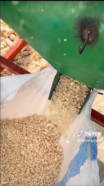 Maize Farming Techniques for Successful Harvests