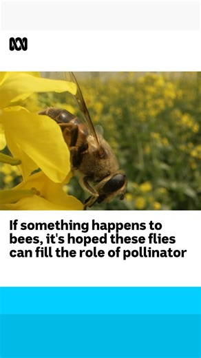 1.4K views · 34 reactions | As bees face threats like varroa mite, a fly is proving its pollination skills They don’t sting, don’t bite, and don’t have a hive. Instead, they nest around the foliage of crops.  Fiona Breen for ABC Rural Full story: ab.co/3ZA0WyE | ABC Rural | Facebook