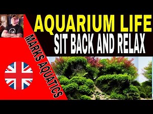 RELAXING AQUARIUM MUSIC.