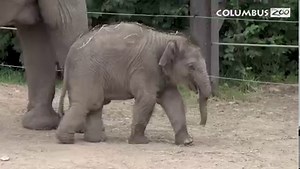 725K views · 73K reactions | Happy Friday, Frankie!  Frankie, the Asian elephant calf, is now 11 weeks old and weighs over 500 pounds. Frankie continues to learn about his trunk, and he particularly enjoys picking up dirt and rocks with it. 直 Guest visiting the Columbus Zoo and Aquarium have an opportunity to see Frankie and other members of the Asian elephant herd every day from 10 a.m. to 2 p.m. General Admission: https://bit.ly/36pmi6Y. | Columbus Zoo and Aquarium | Facebook