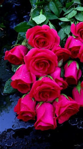 32K views · 1.9K reactions | Beautiful Roses | Roses | Facebook