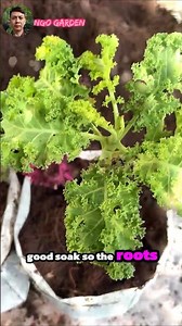 Easy Steps to Grow Kale in Pots at Home. #ngogarden #garden #gardening