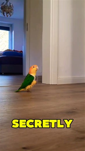 You Won’t Believe What Parrots Can Do! 🦜😲 #usa #parrot #animals #shorts #trending #funfacts #facts