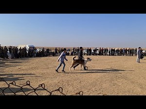 Гаплан перспективный сильный Кобель!