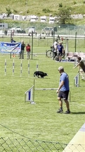 Dog compilation show 🐕‍🦺🐾#shorts #italy #show