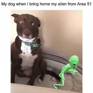 182K views · 1.9K reactions | omg the dogs face hahah DANK Merch: https://bit.ly/2JLaJLL  | Upvote Worthy | Facebook