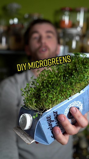 Upcycle Milk Cartons into Microgreen Planters