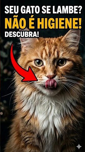 POR QUE SEU GATO SE LAMBE ? NÃO É HIGIENE ! DESCUBRA ! 🐱😳