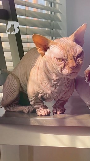 37K views · 364 reactions | Dive into the mesmerizing world of the bullycat, where feline meets canine aesthetics. Introducing King Racks, a one-of-a-kind cat with an exotic bully's aura. While they may look fierce, these cats are playful heartthrobs. Ready to challenge everything you know about cats? Discover the bullycat revolution championed by @bullbinos! | The Bully View | Facebook