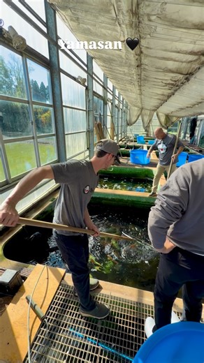 Day 2 of our 2 week Japan trip and we’re picking out Koi from Yamasan Koi Farm! #japan #koi #koifish | Ohio Koi