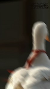 El patito que solo quería sobrevivir 🥺💔 | Aquí Lloran Los Animales