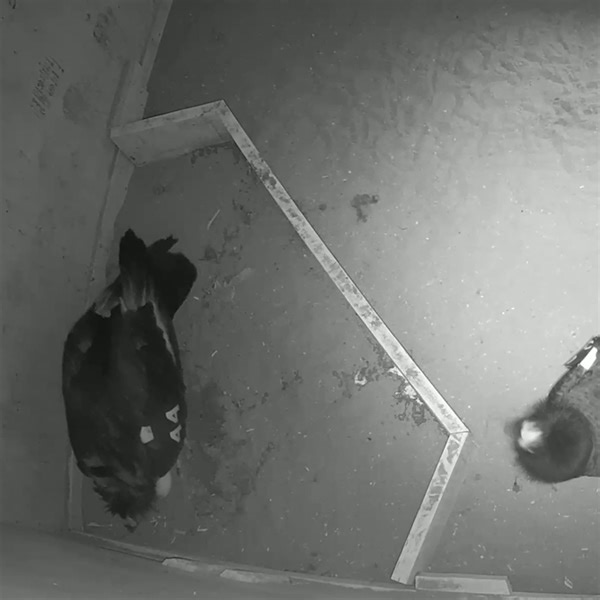 Egg-cellent news! The first California condor egg of 2024 arrived at our wildlife conservation center this week | Oregon Zoo