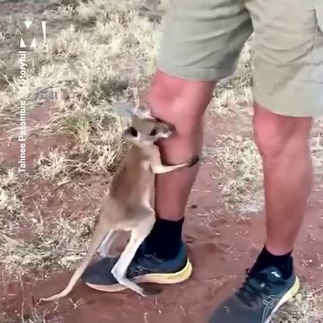 5.5M views · 876K reactions | This is so adorable 輦️ | Metro | Facebook