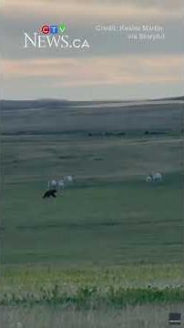 Mooove over! Herd of cows chase away grizzly bear on Montana ranch