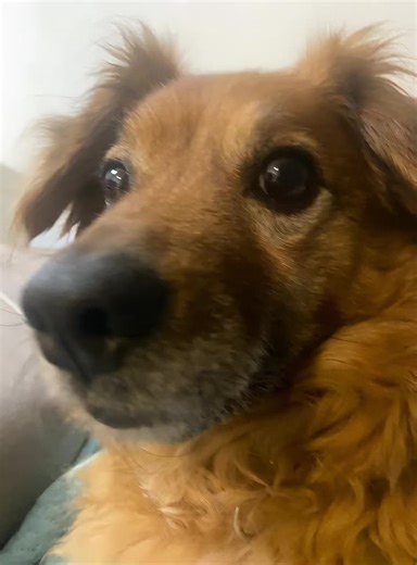 Pinica svinjica (@gabriel.troscan)’s videos with original sound - MargeCooks