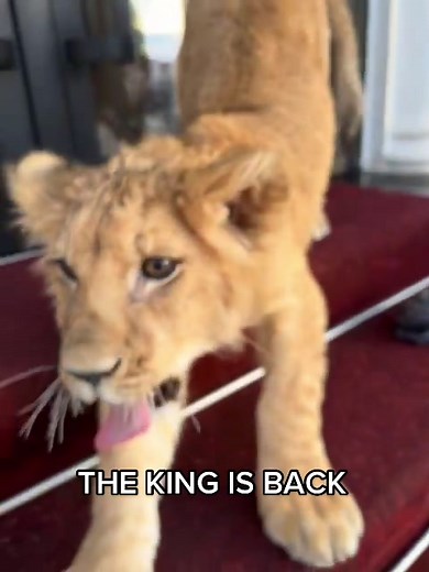 King Simba on TikTok