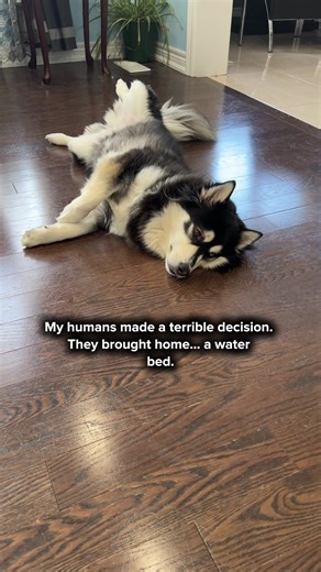 Nobody told me the bed was full of water… and things escalated quickly. 🫣