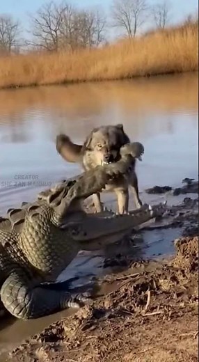 Crocodile vs Wolf 🐊🐺 Powerful Wolf Bites Crocodile