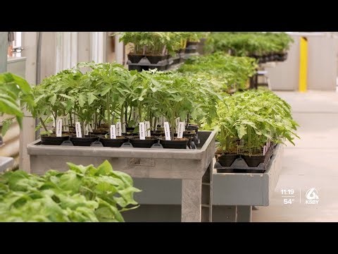 Cal Poly to host annual Tomato Spectacular plant sale