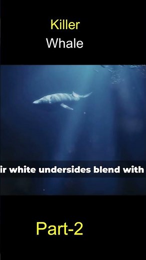 All About Orcas: The Ultimate Killer Whale Exploration!