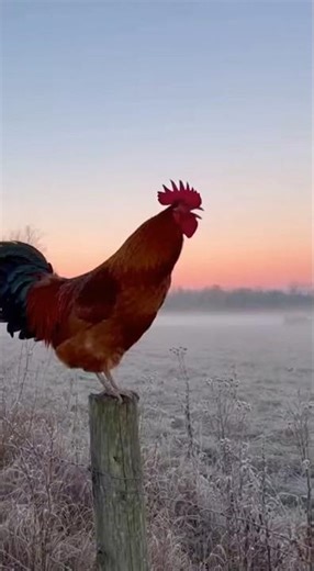Rooster Alarm for hunt #country #hunting #wildlife #deerhunting #animals