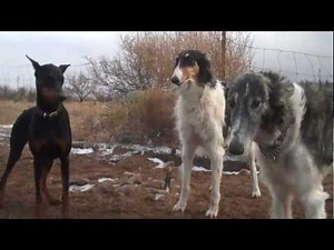 Wolfhounds team up against a Doberman