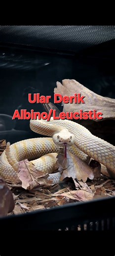 Identifikasi Ular Derik Albino/Leucistic Berdasarkan ciri-ciri fisik pada reels tersebut, ular ini adalah jenis Rattlesnake (Ular Derik), kemungkinan besar variasi warna Albino atau Leucistic. Berikut adalah beberapa tanda pengenal yang terlihat jelas: Ekor Derik: Pada bagian kiri gambar, terlihat jelas struktur segmen keras di ujung ekor yang berfungsi untuk mengeluarkan suara peringatan. Bentuk Kepala: Memiliki kepala berbentuk segitiga yang lebar, ciri khas ular berbisa keluarga Viperidae. Se