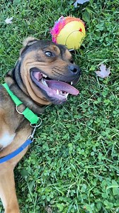 Our adoptable animals are ready to find their forever home! Visit www.windsorhumane.org to browse and apply for all available pets 24/7. | Windsor/Essex County Humane Society