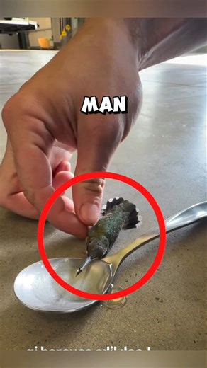 This man saves a helpless hummingbird tangled in cobwebs ❤️ #hummingbird
