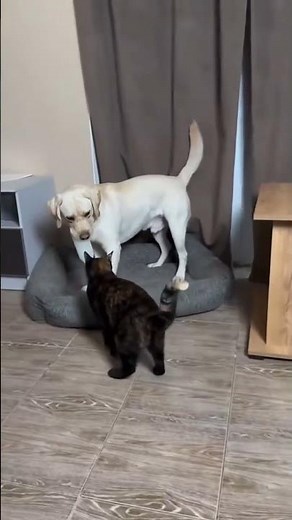 Funny Dog Playing Compilation | Cute Puppy Fun Time | Amazing Short Video #shorts