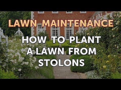 How to Plant a Lawn from Stolons