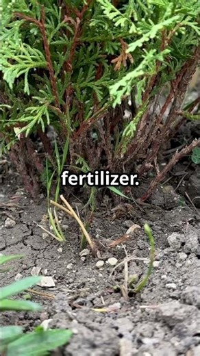 The Fertilizer Routine That Triples Your Harvest! 🌱🔥 #containergardeningtips #containergardening