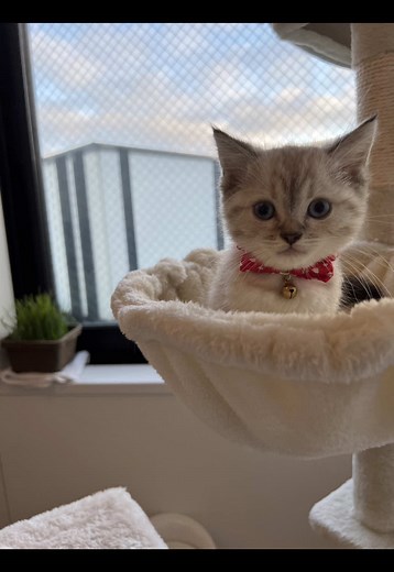 チャトラ猫とミヌエット子猫のかわいさ