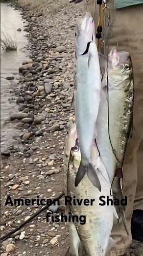 American River Shad fishing