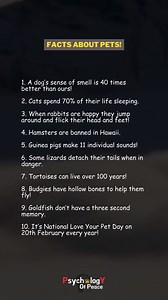 69K views · 375 reactions | Facts About Pets! #pets #facts #factsoflife #onlyfacts #psycologyfacts #dailyfacts | The Movie Map | Facebook