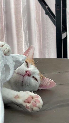 Your Cat’s Teeth Are in Trouble! 🐾 Dental Care Tips from a Sassy Cat 🦷😸