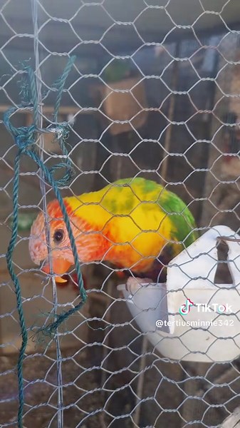 Tertius@M (@tertiusminnie342)’s videos with original sound - Tertius@M