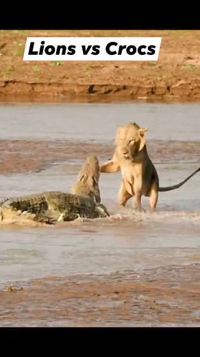 10K views · 29 reactions | Lions vs Crocs #wildanimals #wildlife #lions #crocs #teritorial #animalworld #prey #predator #animalplanet #wild #fbreels | Eduard Fahilan Falqueza | Facebook