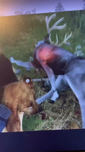 If you guys want to see more bow videos drop a like!#fy #hunting #bigbuck #bucks #cotw #fyp #hcotw