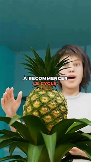 Comment faire repousser un ananas 🍍