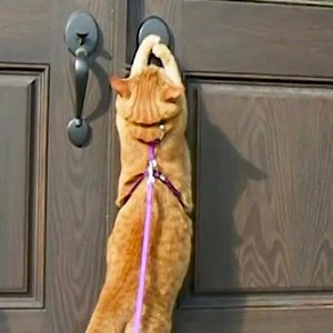 62K views · 1.4K reactions | Does your cat or dog open doors? These pets do and it's HILARIOUS!  | ThatPetLife | Facebook