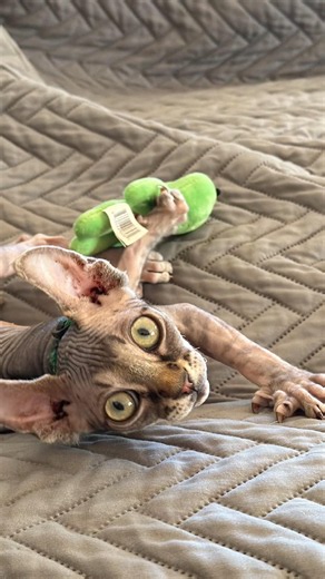 Baby Sphynx’s First Month: Alien Zoomies & Sibling Stalking! 👽😹