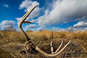 Defining Deadly Deer Diseases - North American Whitetail