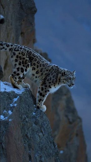 Snow Leopard: Apex of the Himalayas